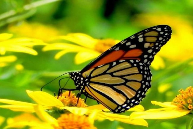 त — सपनों का मतलब और उनका फल