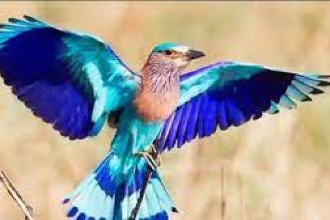 अगर इस दिन दिख जाए नीलकंठ