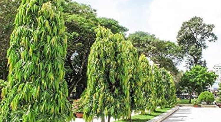 घर में सकारात्मक उर्जा लाता है अशोक का पेड़