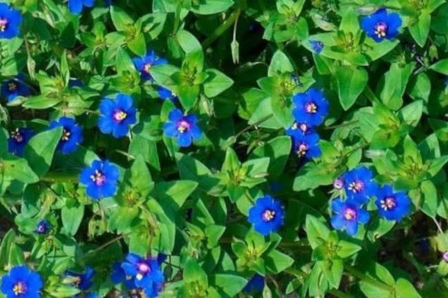 गुणों से भरपूर है नील