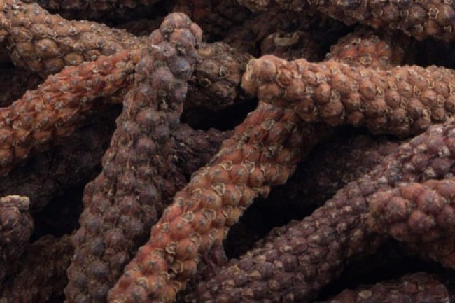 चव्य (बड़ी पिप्पली)  के हैं अनेक अनसुने फायदे 