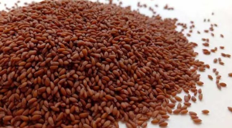 चंद्रशूर के ज़बरदस्त फायदे- – हिन्दू पंचांग ब्लॉग