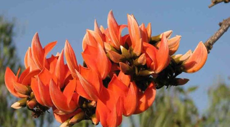 पलाश के फायदे एवं नुकसान