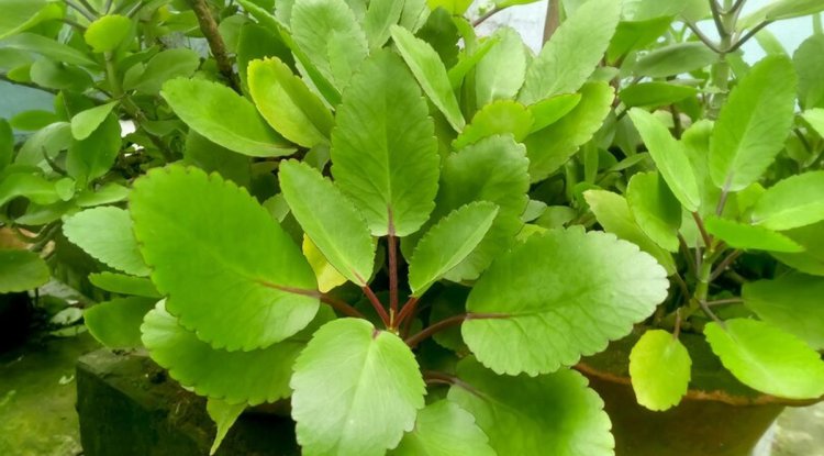 पाषाण भेद के ज़बरदस्त फायदे