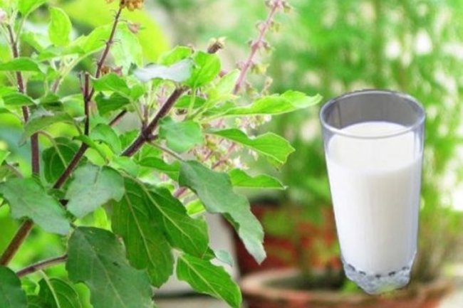 दूध के साथ इस तरीके से करें अखरोट का सेवन, मिलेंगे जबरदस्त फायदे