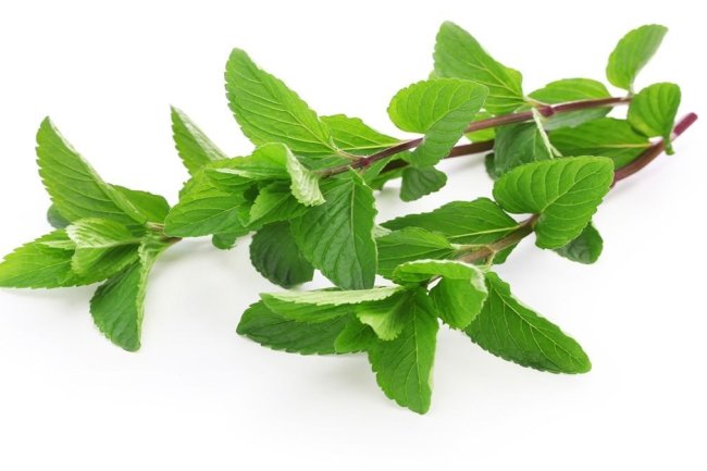 पुदीना के फायदे