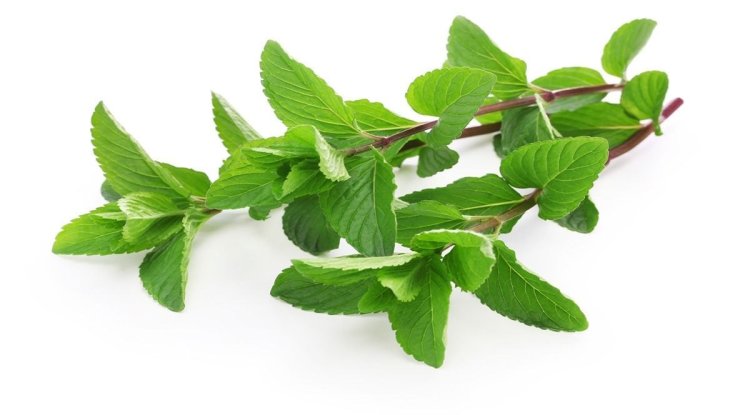 पुदीना के फायदे – हिन्दू पंचांग ब्लॉग
