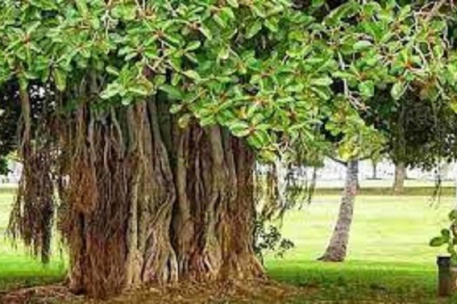 जीवन में खुशहाली और सुख-शांति के लिए रविवार को जरूर करें ये उपाय