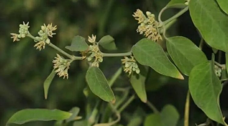 जीवन्ती के हैं अद्भुत फायदे
