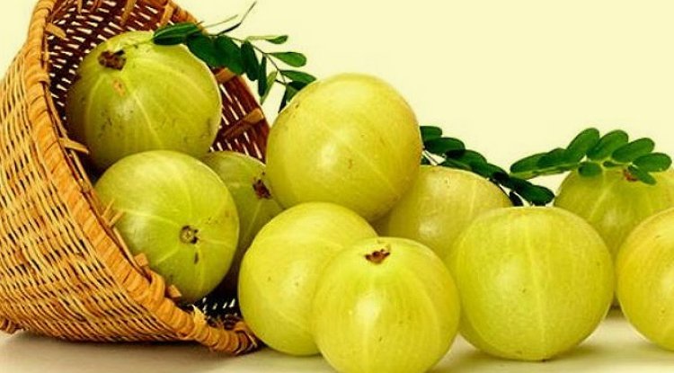 ठंड में सर्दी-खांसी, वायरल से बचना है तो रोज खाएं एक आंवला
