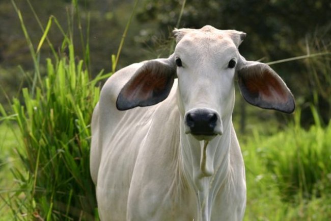 यात्रा के समय अर्थी देखना शुभ या अशुभ, जानें क्या कहती हैं मान्यताएं