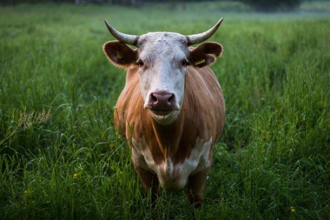 गोमूत्र के फायदे, उपयोग और नुकसान