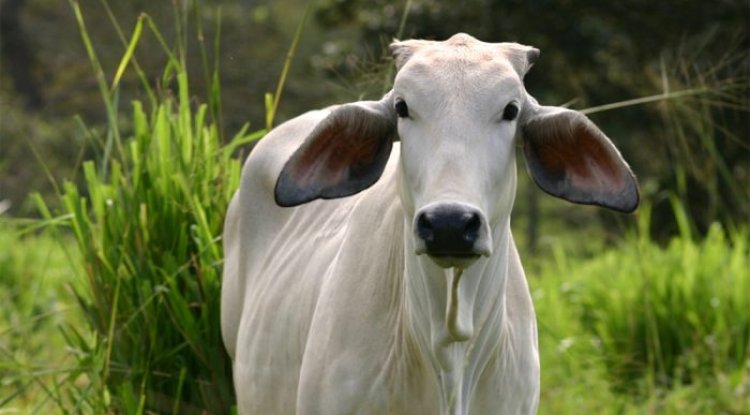 यात्रा के समय अर्थी देखना शुभ या अशुभ, जानें क्या कहती हैं मान्यताएं