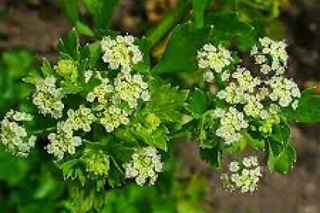 अजमोदा (Ajmoda) के फायदे, उपयोग और नुकसान