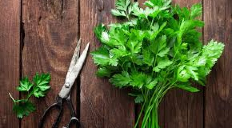 अजमोद (Parsley) के फायदे और नुकसान
