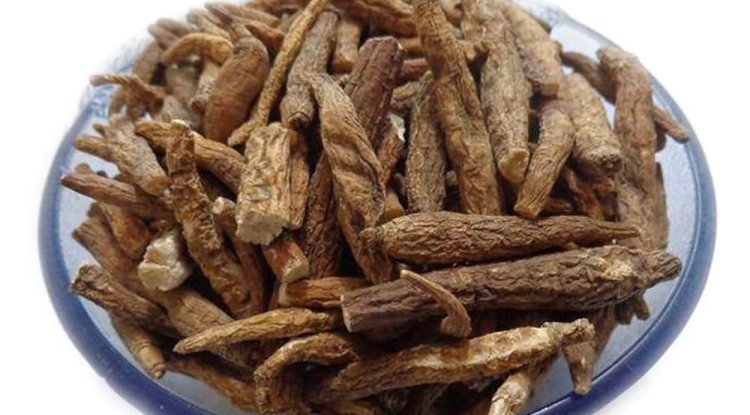 अतीस: अनेक रोगों का प्रभावी उपचार