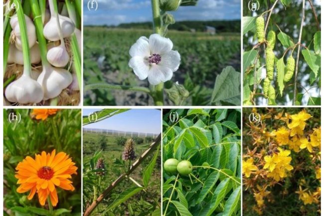 अधपुष्पी का औषधीय गुण