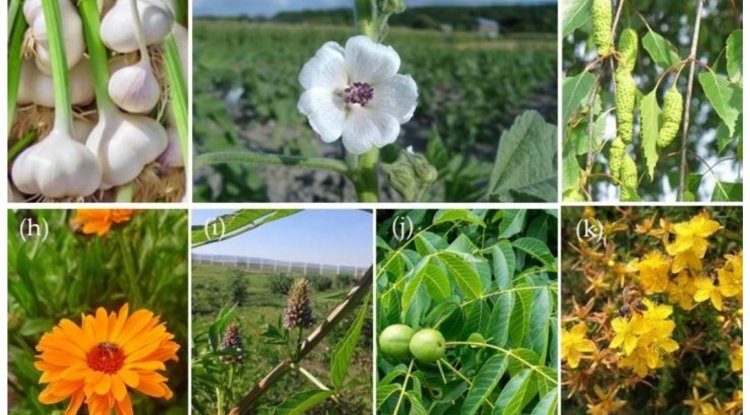 अधपुष्पी का औषधीय गुण – हिन्दू पंचांग ब्लॉग
