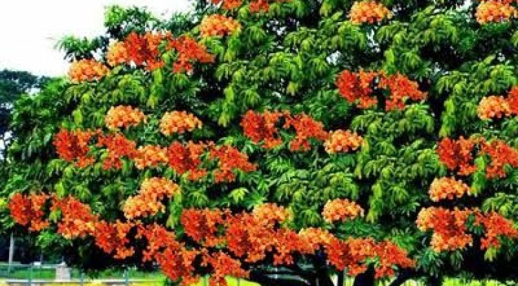 घर के सामने है अशोक का वृक्ष? जानिए इससे जुड़ी ये 4 ज़रूरी बातें