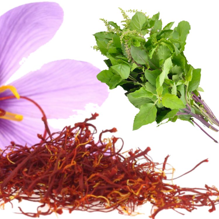 तुलसी और केसर का इस्तेमाल, देगा हेल्थ और ब्यूटी के 5 लाभ